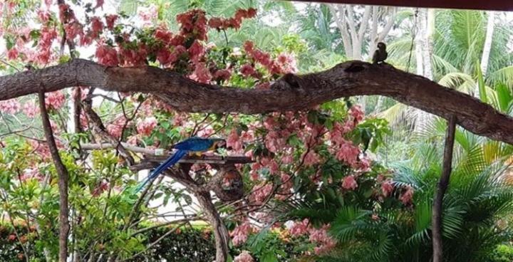 Pousada Recanto Dos Passaros Balsas ภายนอก รูปภาพ